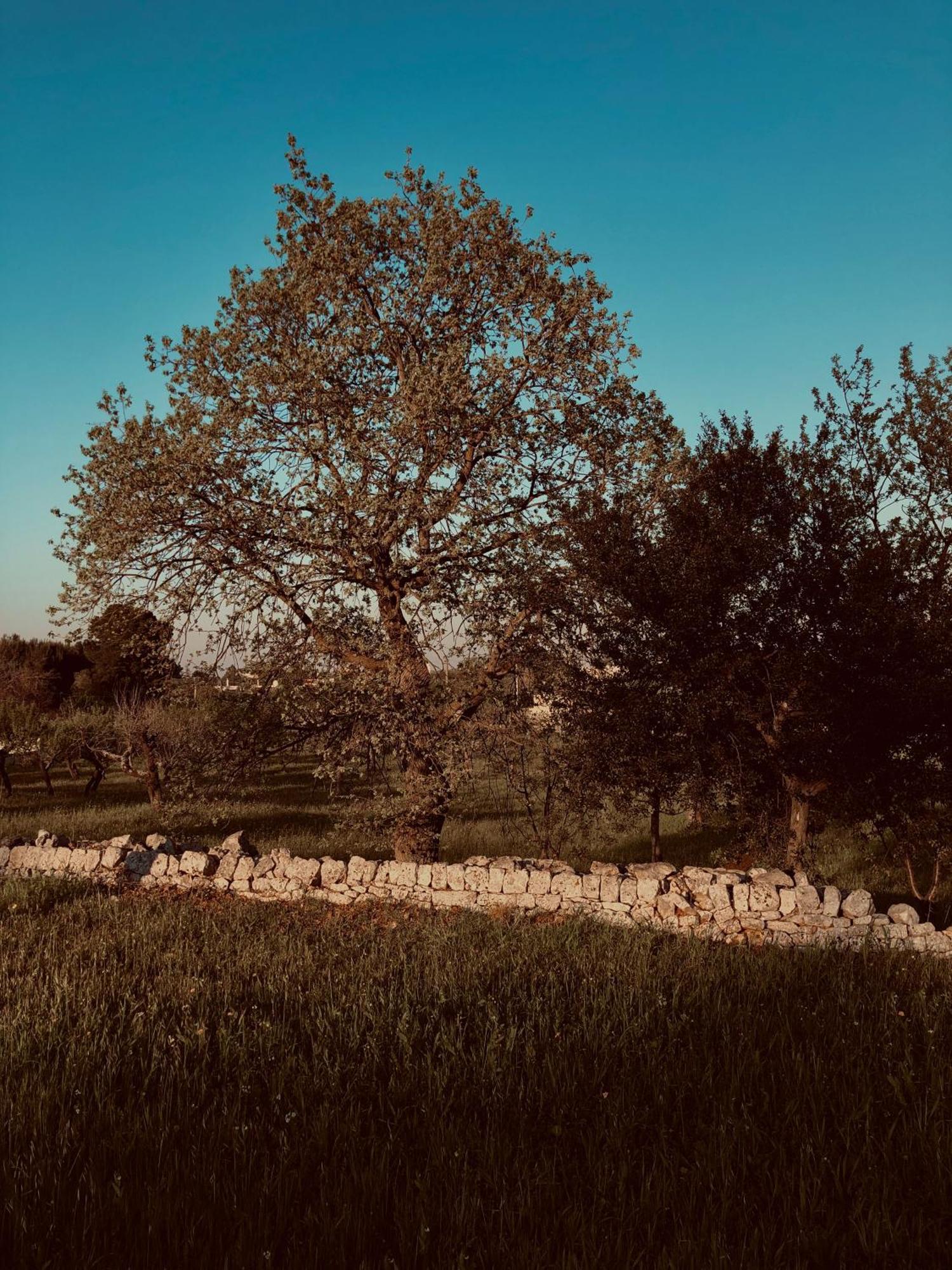 Masseria Fenicia Monopoli Extérieur photo